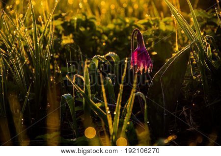 Spring Flowers In The Forest. Beautiful Purple Plants. Green Juicy Grass. Morning Sunrise In The Woo