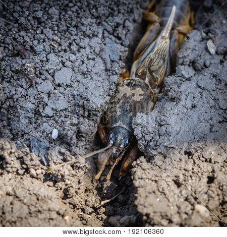 The Portrait Of A Large Insect Living In The Land - Gryllotalpa