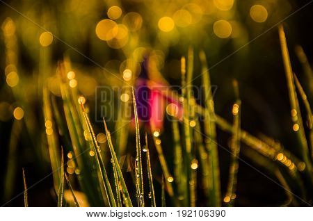 Spring Flowers In The Forest. Beautiful Purple Plants. Green Juicy Grass. Morning Sunrise In The Woo