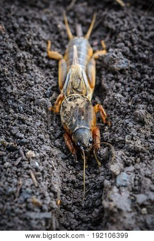 The Portrait Of A Large Insect Living In The Land - Gryllotalpa