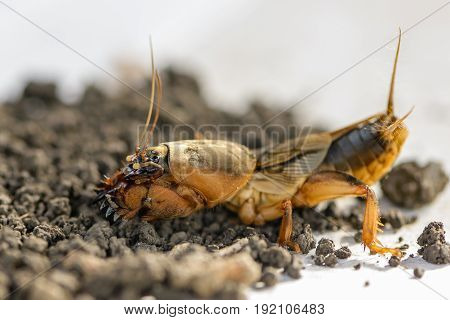 The Portrait Of A Large Insect Living In The Land - Gryllotalpa