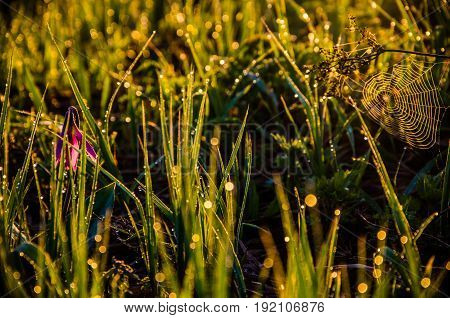 Spring Flowers In The Forest. Beautiful Purple Plants. Green Juicy Grass. Morning Sunrise In The Woo