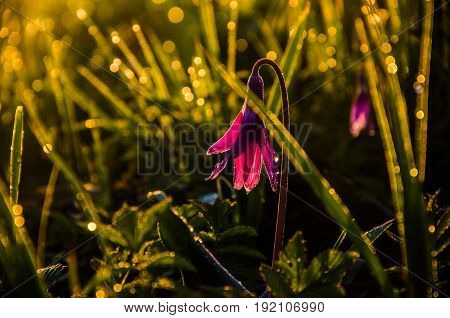Spring Flowers In The Forest. Beautiful Purple Plants. Green Juicy Grass. Morning Sunrise In The Woo