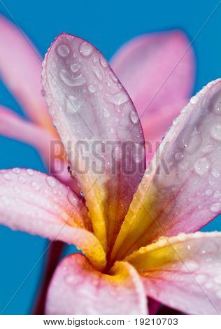 två rosa blomma