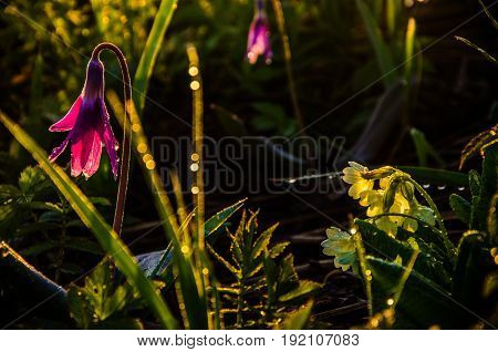 Spring Flowers In The Forest. Beautiful Purple Plants. Green Juicy Grass. Morning Sunrise In The Woo