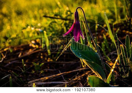 Spring Flowers In The Forest. Beautiful Purple Plants. Green Juicy Grass. Morning Sunrise In The Woo