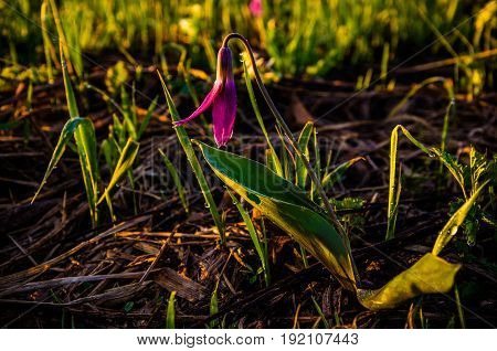 Spring Flowers In The Forest. Beautiful Purple Plants. Green Juicy Grass. Morning Sunrise In The Woo