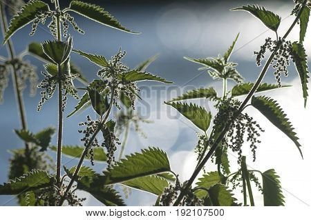 healthy stinging nettle plant with blue blurred background