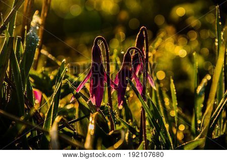 Spring Flowers In The Forest. Beautiful Purple Plants. Green Juicy Grass. Morning Sunrise In The Woo