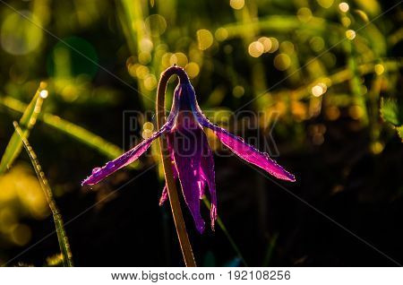 Spring Flowers In The Forest. Beautiful Purple Plants. Green Juicy Grass. Morning Sunrise In The Woo