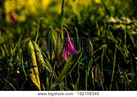 Spring Flowers In The Forest. Beautiful Purple Plants. Green Juicy Grass. Morning Sunrise In The Woo
