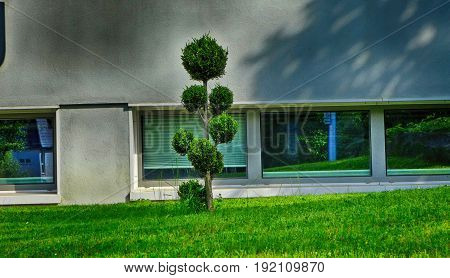 Strange tree in front of a building