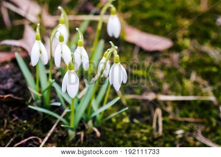 Closeup shot of fresh common snowdrops (Galanthus nivalis) blooming in the spring. Wild flowers field.