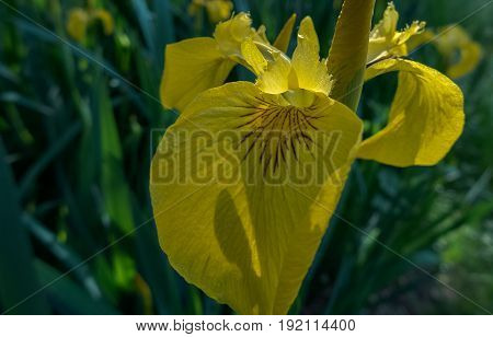 a yellow flower on a sunny spring day