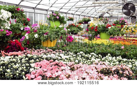 Large Greenhouse With Beautiful Flowers And Plants For Sale In T