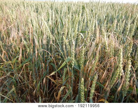 Green Wheet Field With Flowers