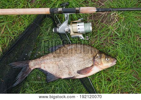 Single Freshwater Fish Common Bream And Fishing Rod With Reel On Natural Background..