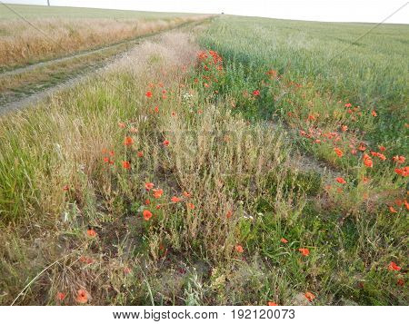 Green Wheet Field With Flowers