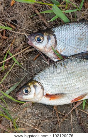Two Freshwater Fish White Bream Or Silver Fish On Black Fishing Net..