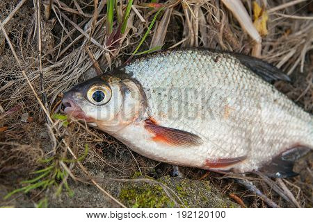 Close Up View Of The Signle White Bream Or Silver Fish On The Natural Background. .