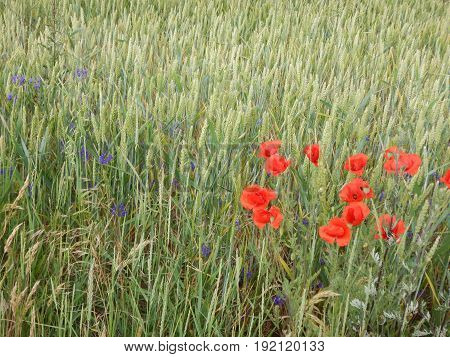 Green Wheet Field With Flowers