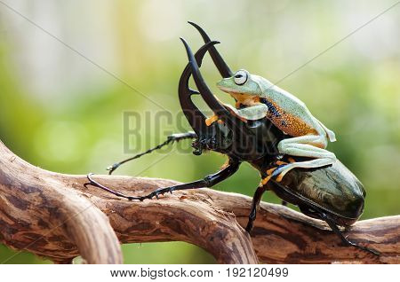 Frog On Beettle on wood