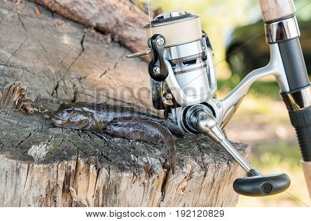 Two Freshwater Bullhead Fish Or Round Goby Fish Just Taken From The Water And Fishing Rod With Reel