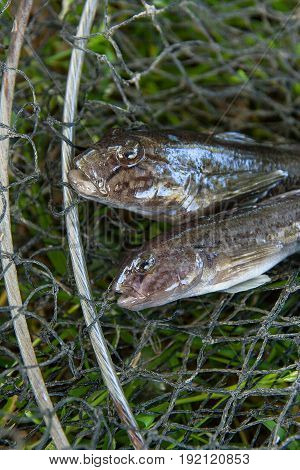 Freshwater Bullhead Fish Or Round Goby Fish Just Taken From The Water On Black Fishing Net..