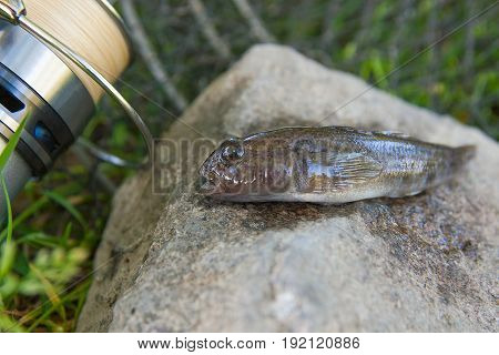 Close Up View Of Freshwater Bullhead Fish Or Round Goby Fish Just Taken From The Water On Gray Stone