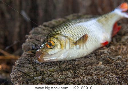 Close Up View Of Single Common Rudd Fish On Natural Vintage Wooden Background..