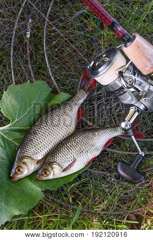 View Of Two Freshwater Common Rudd Fish On Black Fishing Net And Fishing Rod With Reel..