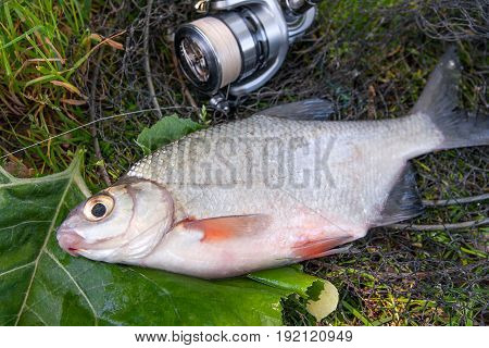 View Of Freshwater Silver Bream Or White Brem Fish On Black Fishing Net And Fishing Rod With Reel. .