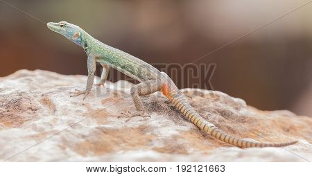 Male Platysaurus lizard on a brown rock in Mapungubwe South Africa.