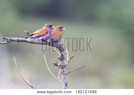 Pair of Broad Billed Rollers sitting together on a branch