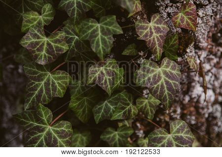 Ivy leaves on wood background. Wild ivy in tree trunk. Texture of green ivy leaves. Foliage of the forest. Organic background. Abstract texture & background for designers. Macro view of ivy leaves..
