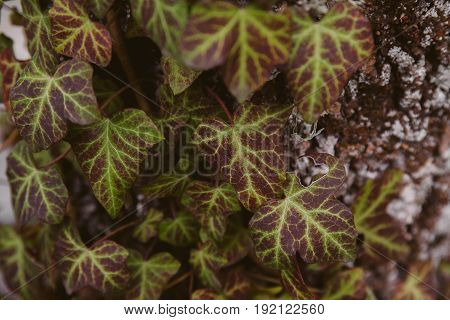 Ivy leaves on wood background. Wild ivy in tree trunk. Texture of green ivy leaves. Foliage of the forest. Organic background. Abstract texture & background for designers. Macro view of ivy leaves..