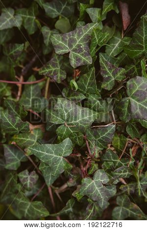 Ivy leaves on wood background. Wild ivy in tree trunk. Texture of green ivy leaves. Foliage of the forest. Organic background. Abstract texture & background for designers. Macro view of ivy leaves..
