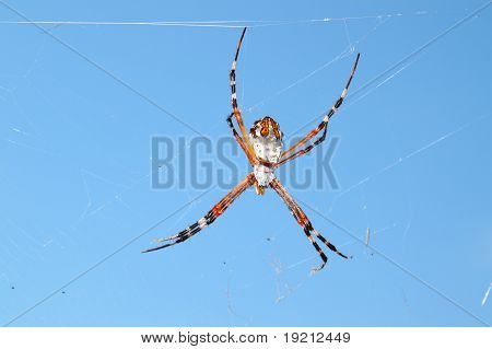 Argiope은 백업 (Argiope 플로리다)