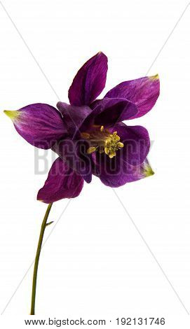 aquilegia violaceous flower isolated on white background
