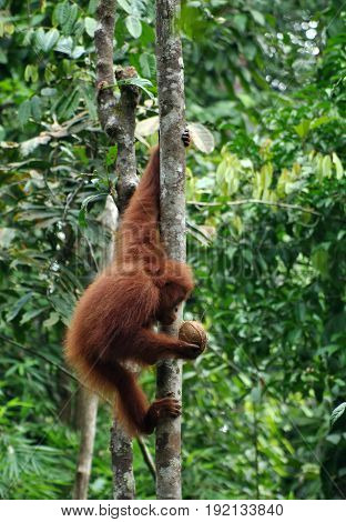 Small orangutan hang on the tree and looks on the kokos in his hand. Orangutan or pongo pygmaeus in the wild.