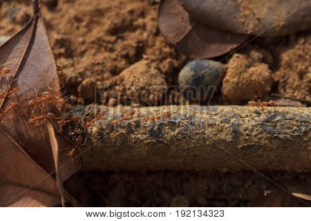 Macro shot of red ant in nature. Red ant is very small. Selective focus, free space for text.