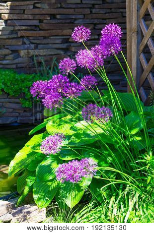 Allium hollandicum 'Purple Sensation' (Dutch Garlic or Persian Onion) in a flowerbed. Blooming Allium. Allium, giant onion, Giganteum in full flower growing in the garden.