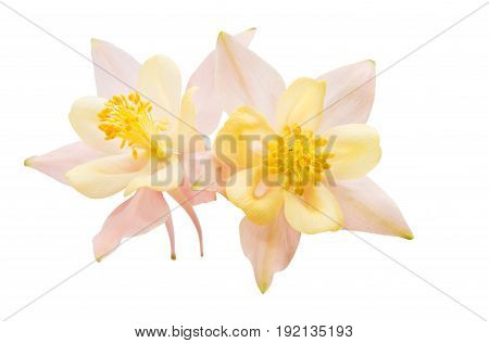 aquilegia delicate flower isolated on white background