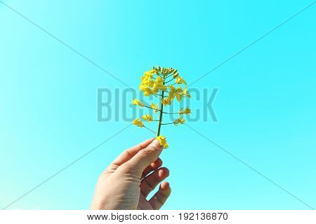 Yellow flower in hand against the clear sky