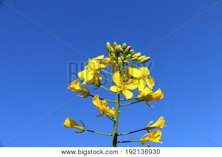 yellow flower on a background of clear sky culture