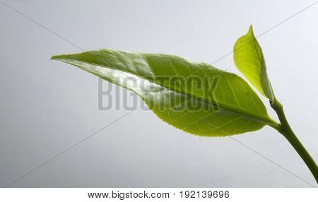 close up of tea leaves