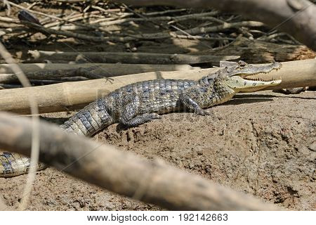 Spectacled Caiman on a River Bank in Tortuguero National Park in Costa Rica