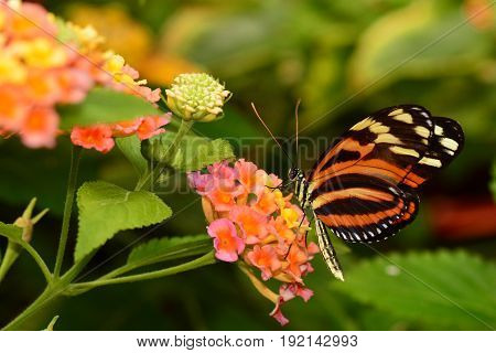 A Isabella longwing butterfly feeds on nectar in the gardens.
