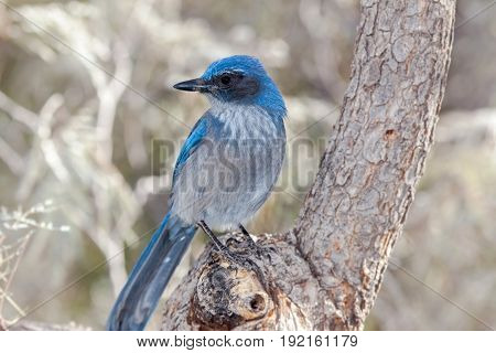 Western Scrub Jay Blue Bird on Branch with light background
