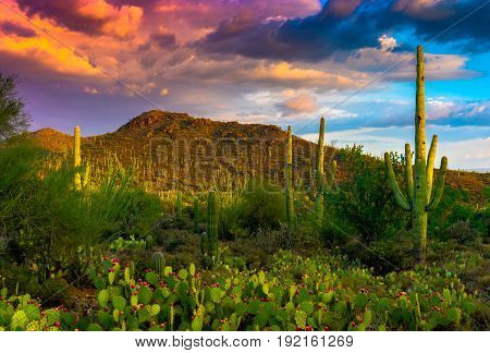 Saguaro Cactus prickly pear cactus mountains and clouds